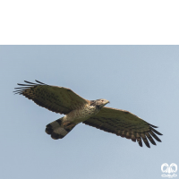 گونه سارگپه تاجدار Crested Honey Buzzard